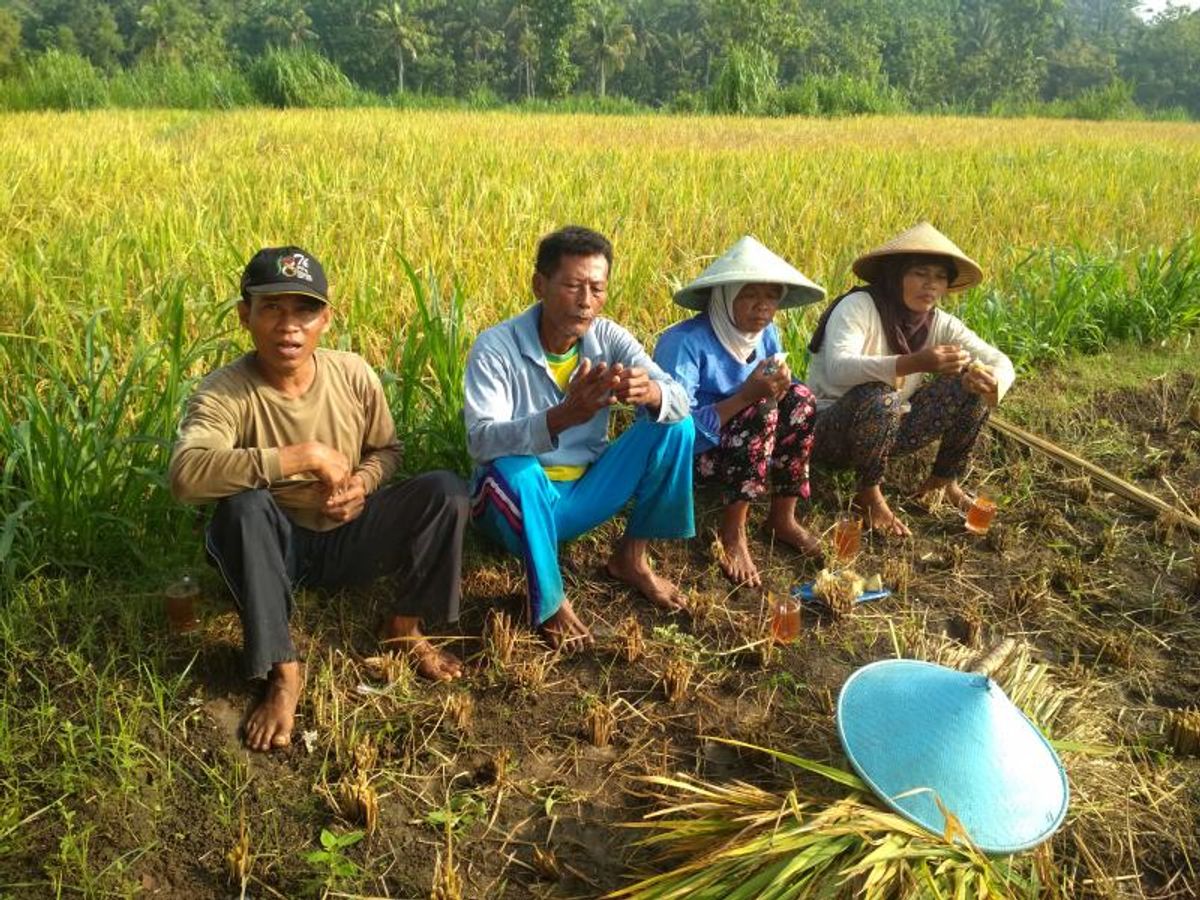 foto petani padi di desa