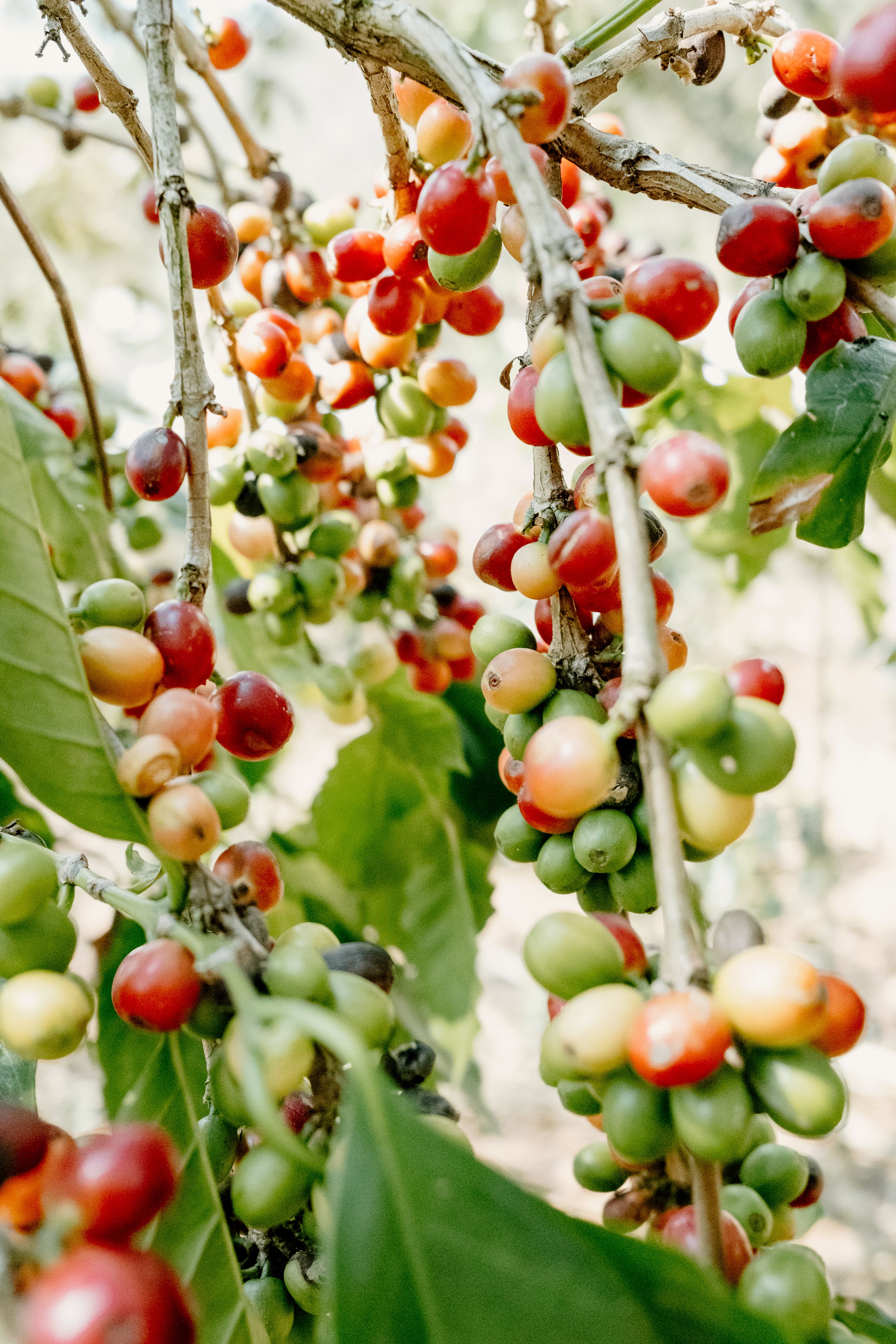 A coffee tree in Peru