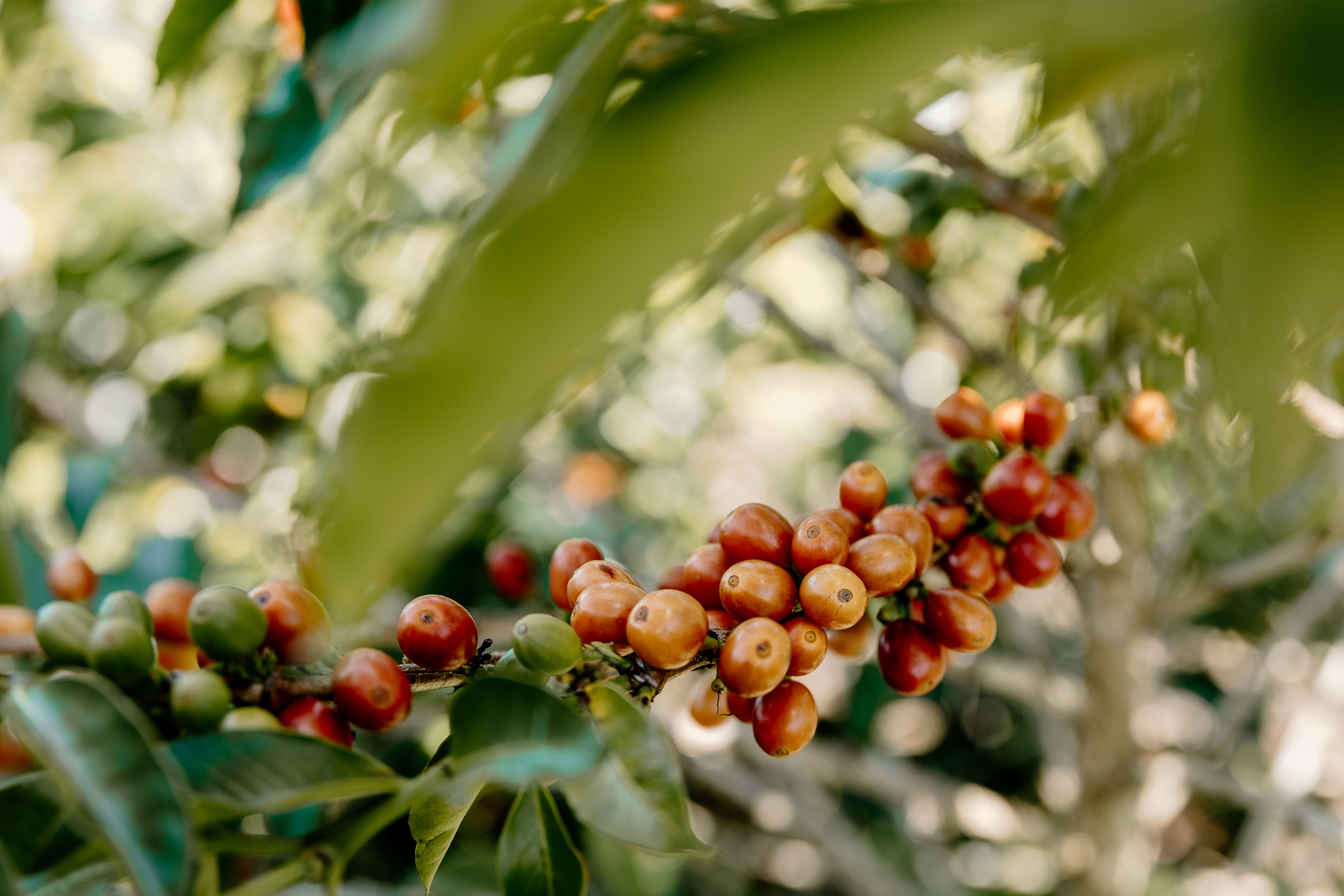 A coffee cherry on a coffee tree