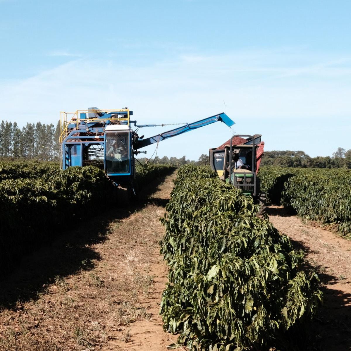 A coffee cherry harvesting machine drives through a row of small coffee trees