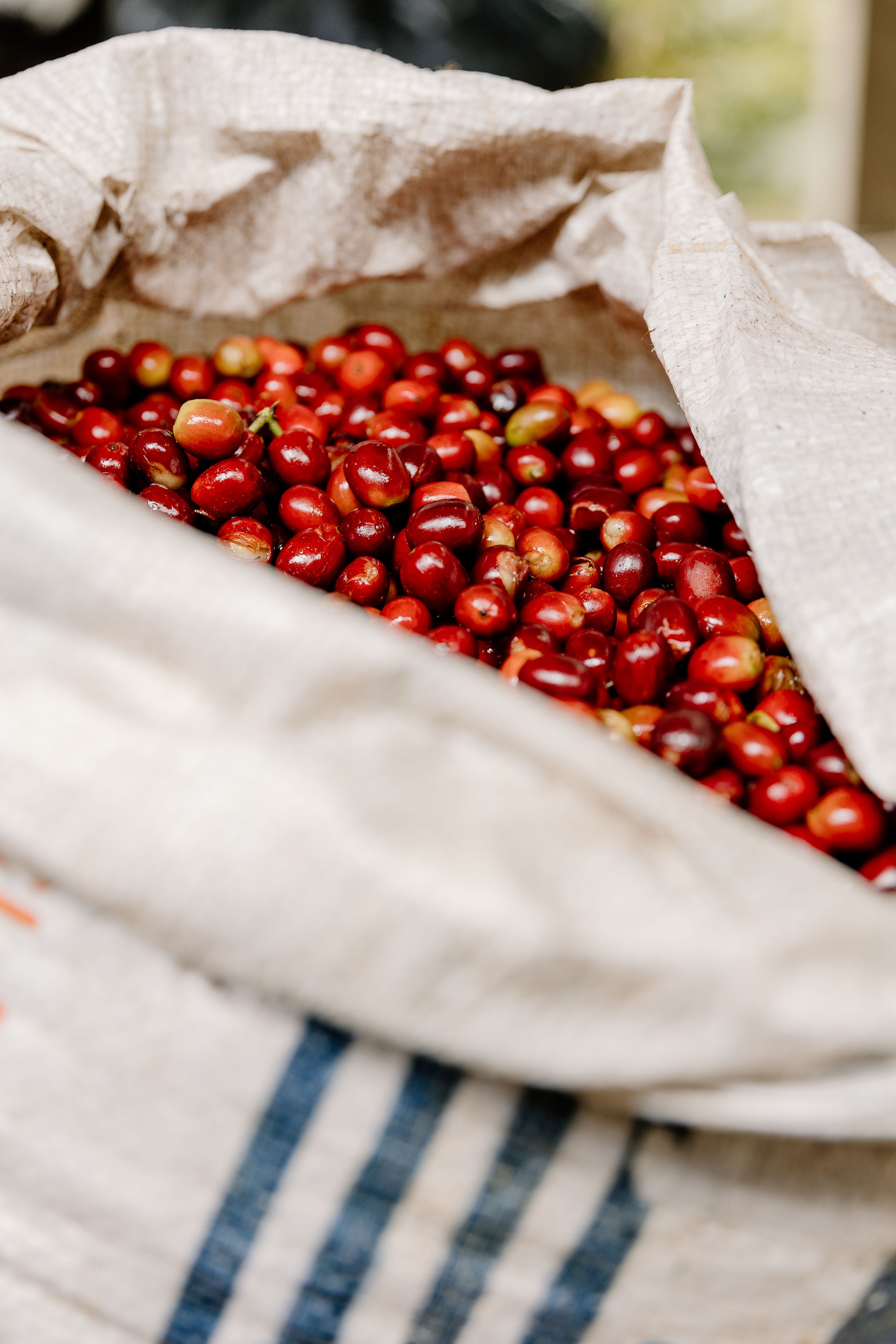 A bag of coffee cherries