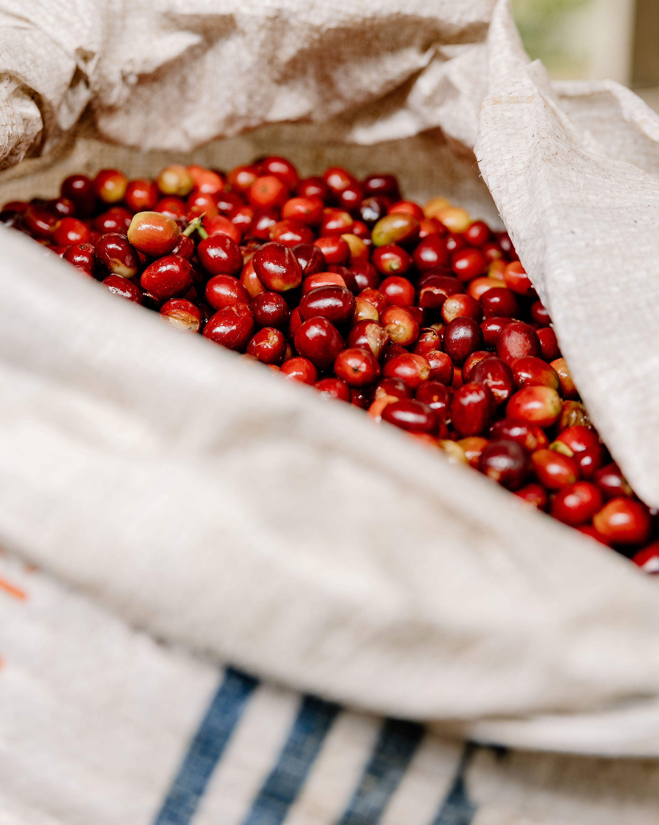 A bag of coffee cherries