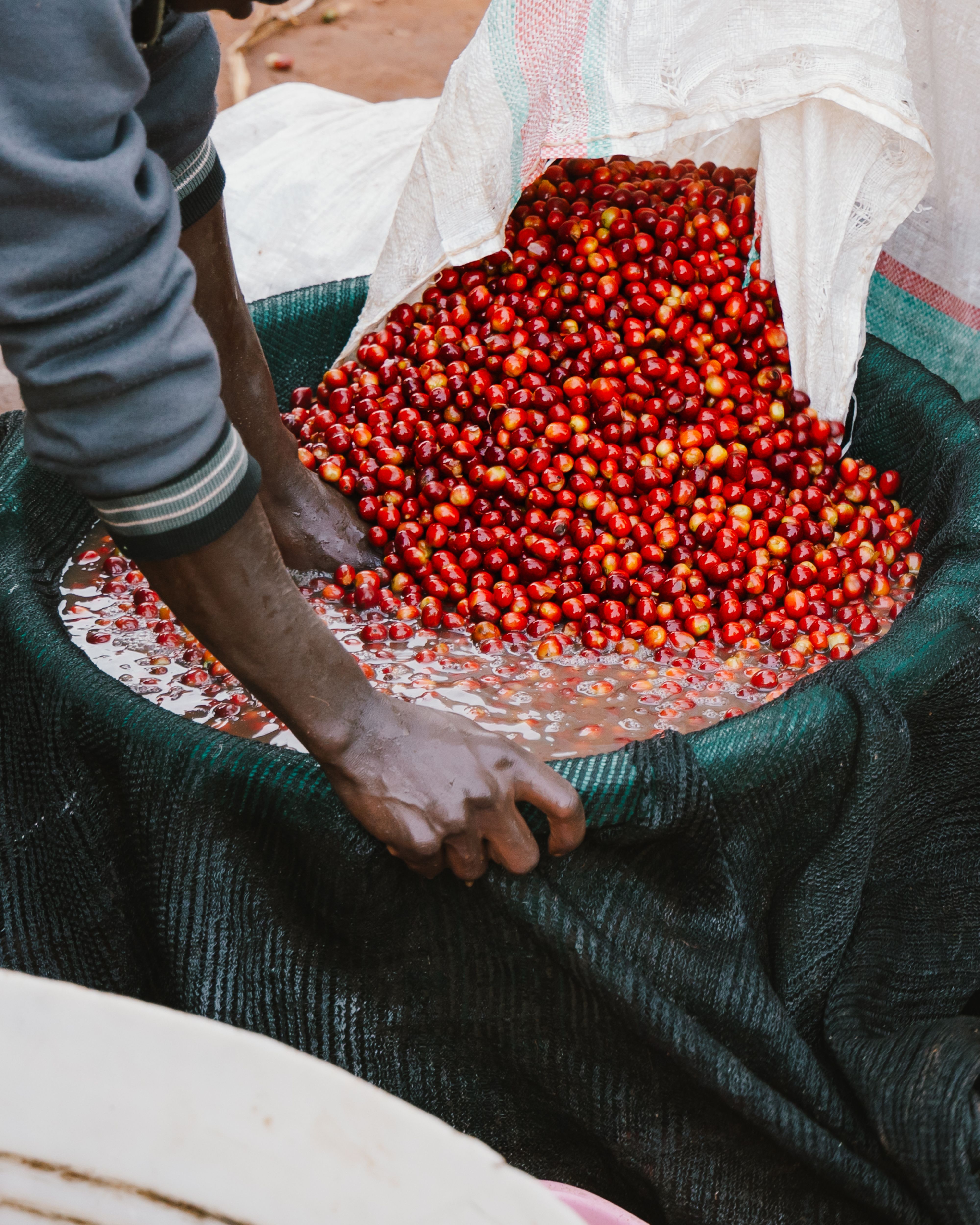 Coffee cherries being poured into a bucket