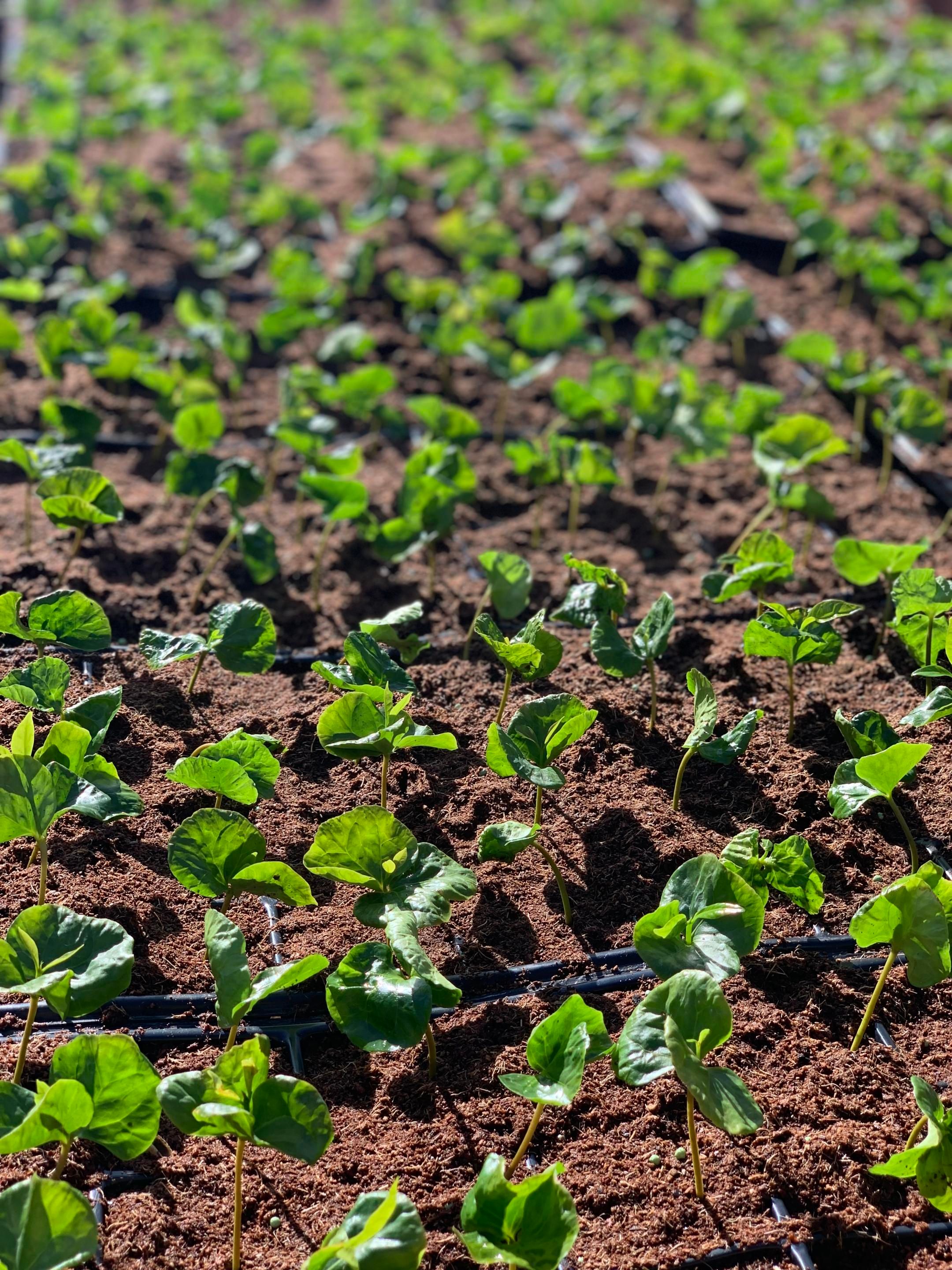 Coffee seedlings growing in the sunshine in Brazil