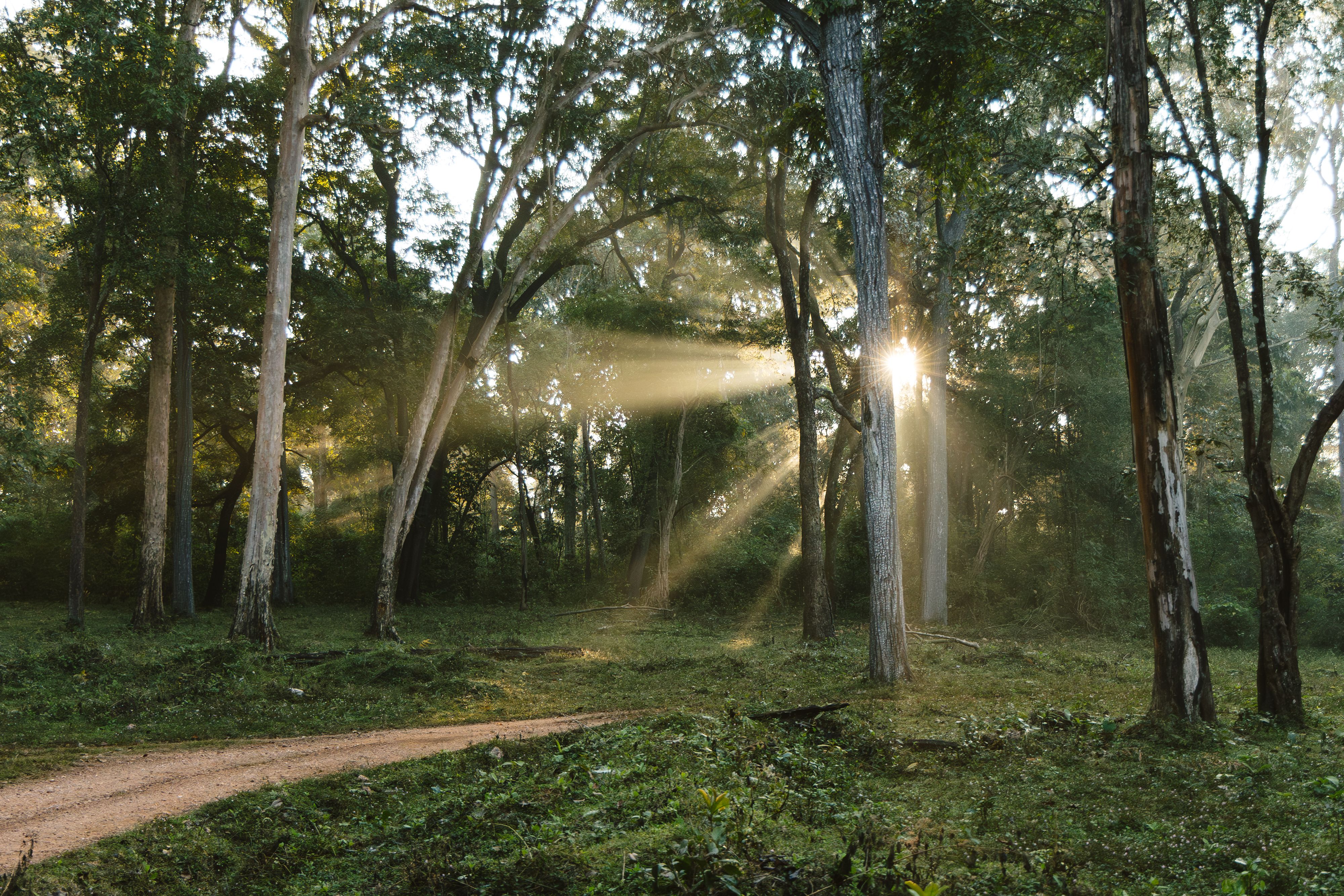 Sun shines through the trees in India on a coffee farm