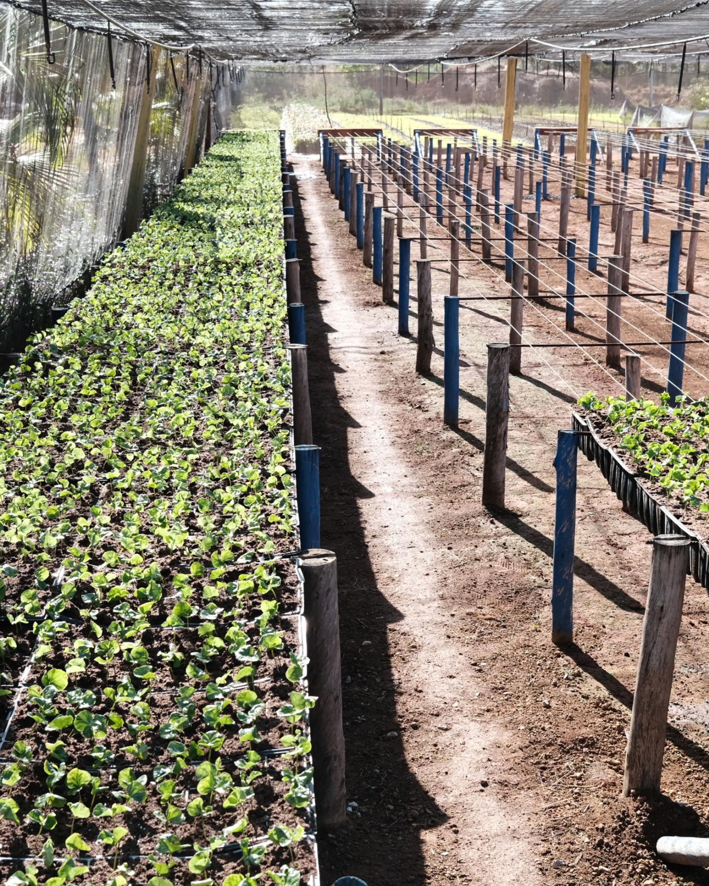 A table of coffee plant seedlings grow at the Daterra farm