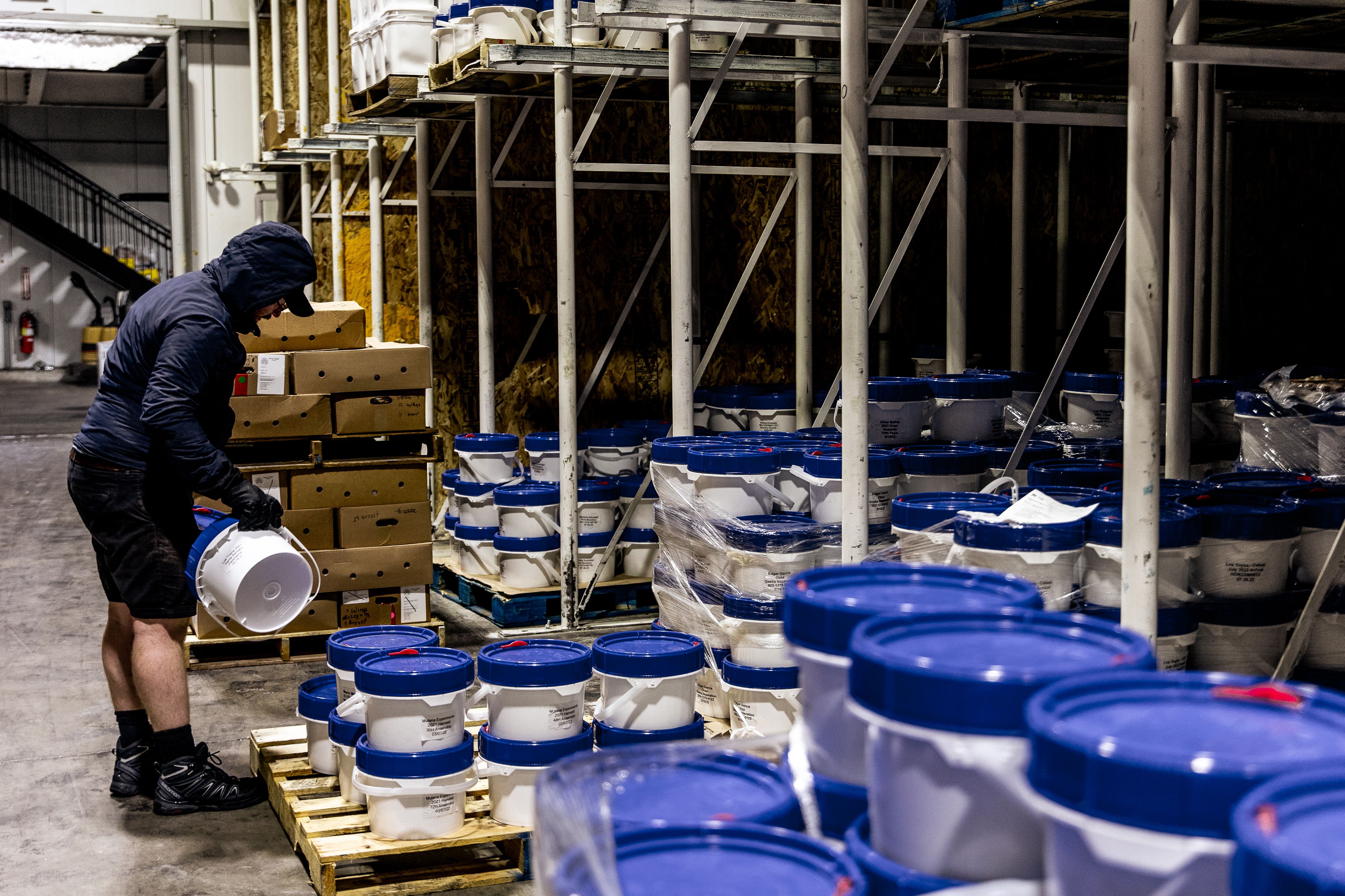 Passenger Coffee Director sorts through preserved coffee at our freezing facility