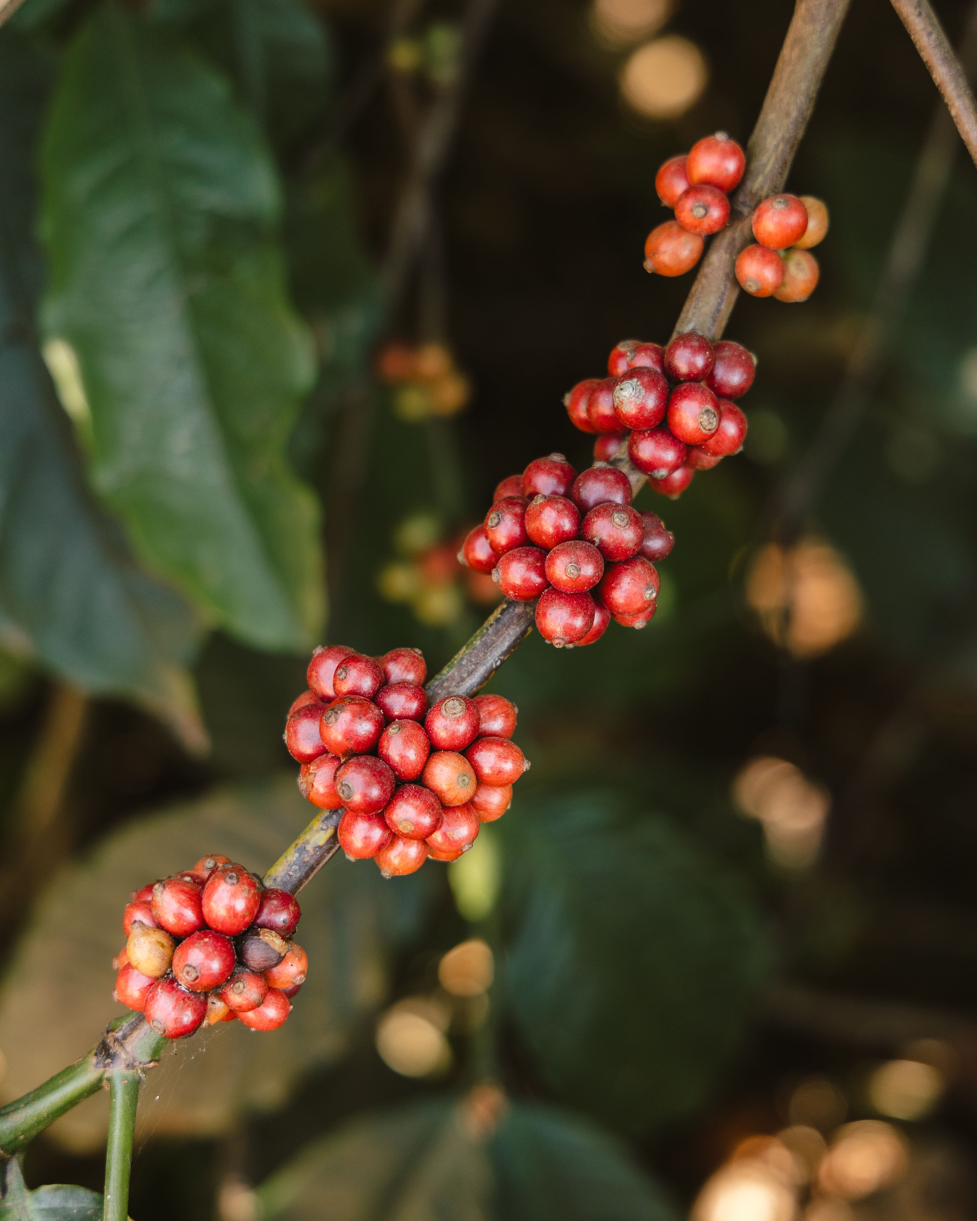 Up close coffee cherries