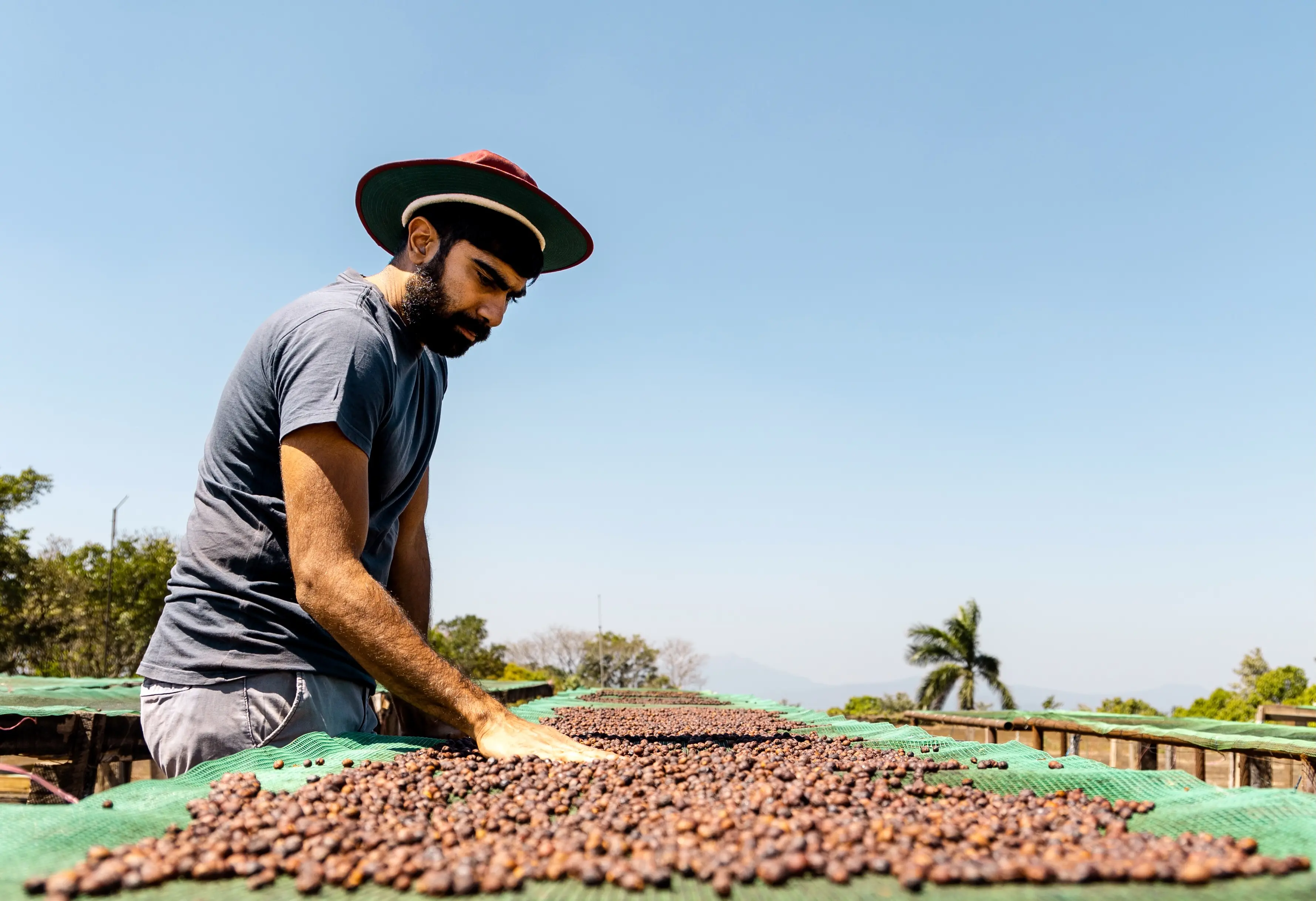 Pranoy Thipaiah of Kerehaklu Estate inspects coffee cherries at a nearby drying table