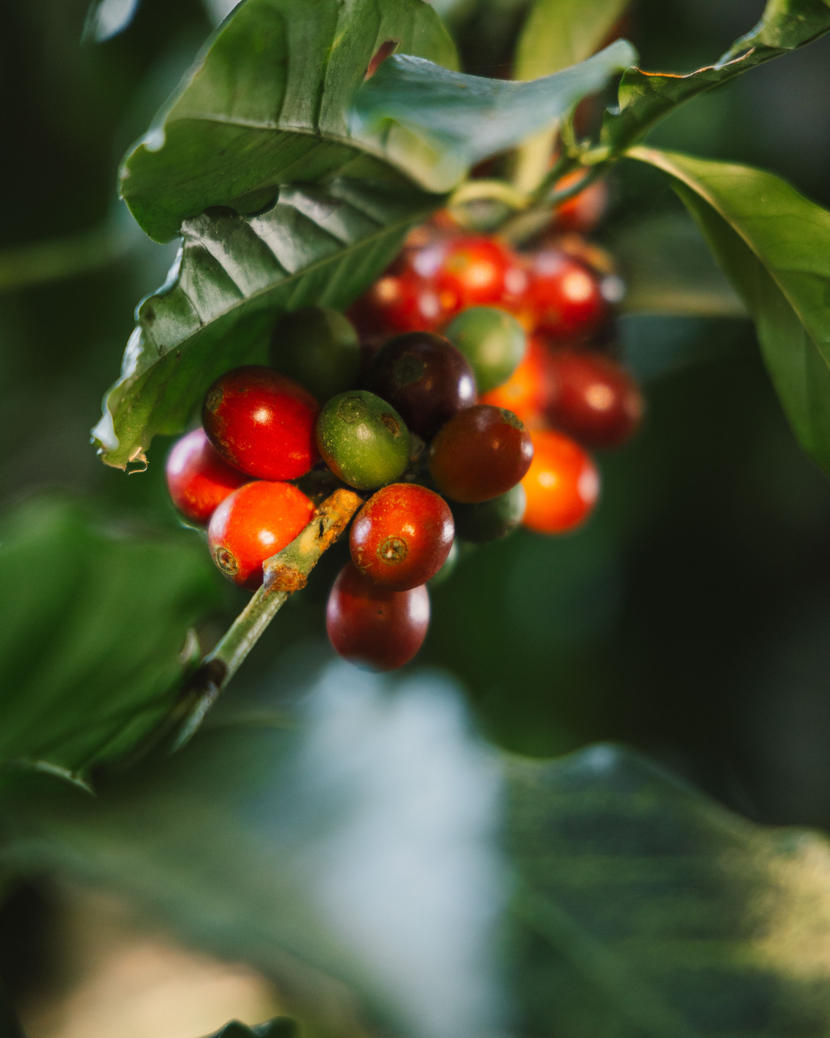 Coffee cherries ripen on a branch