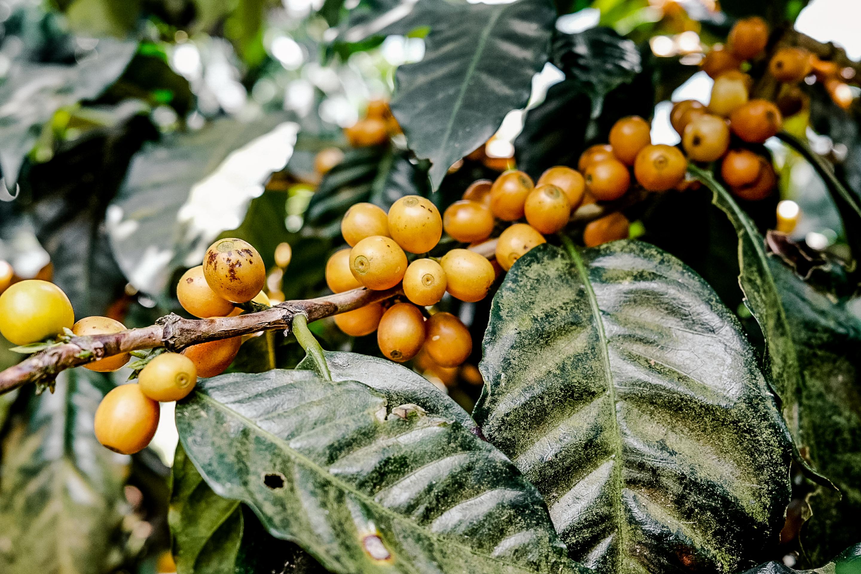 Coffee cherries on a tree in El Salvador