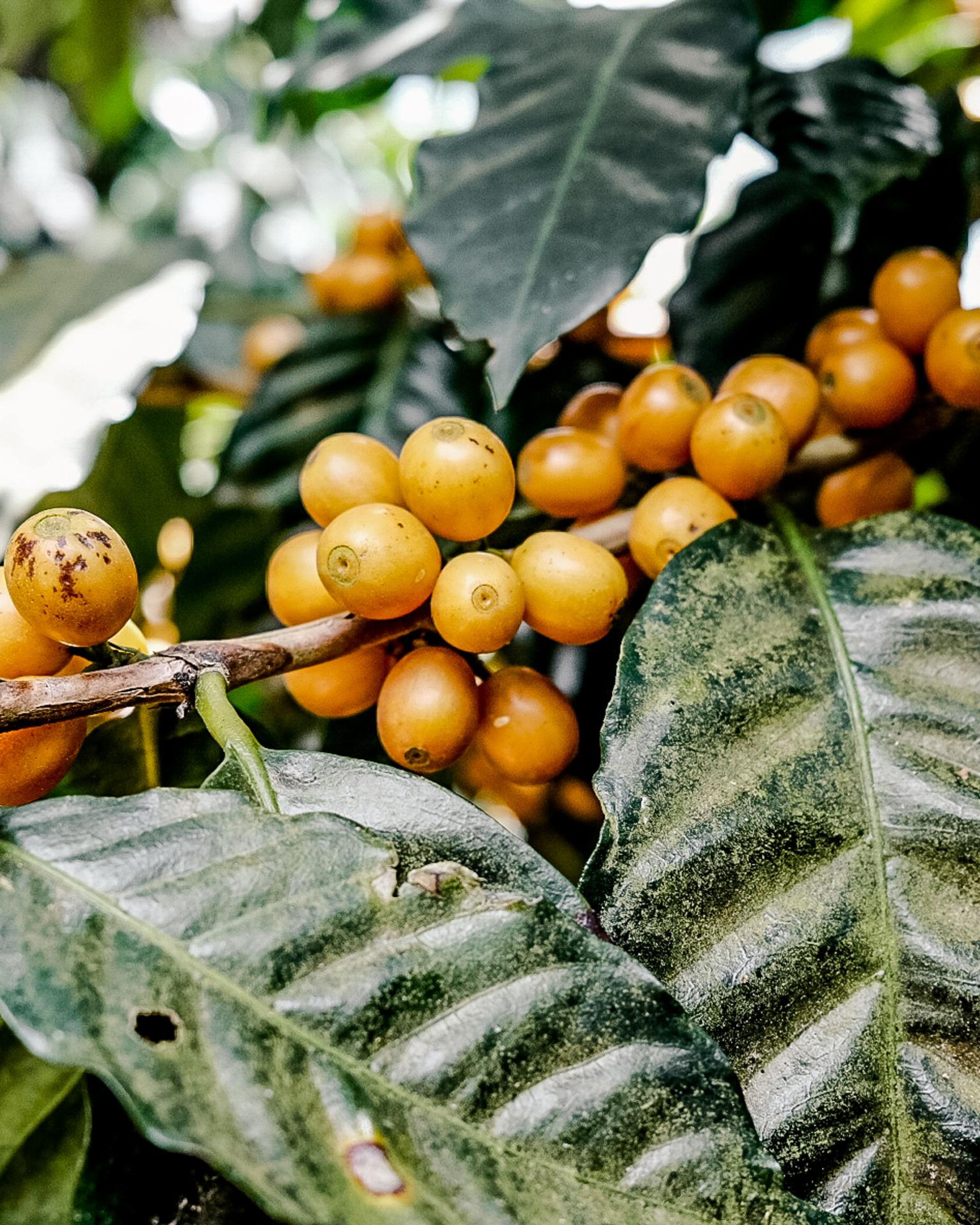 Coffee cherries on a tree in El Salvador