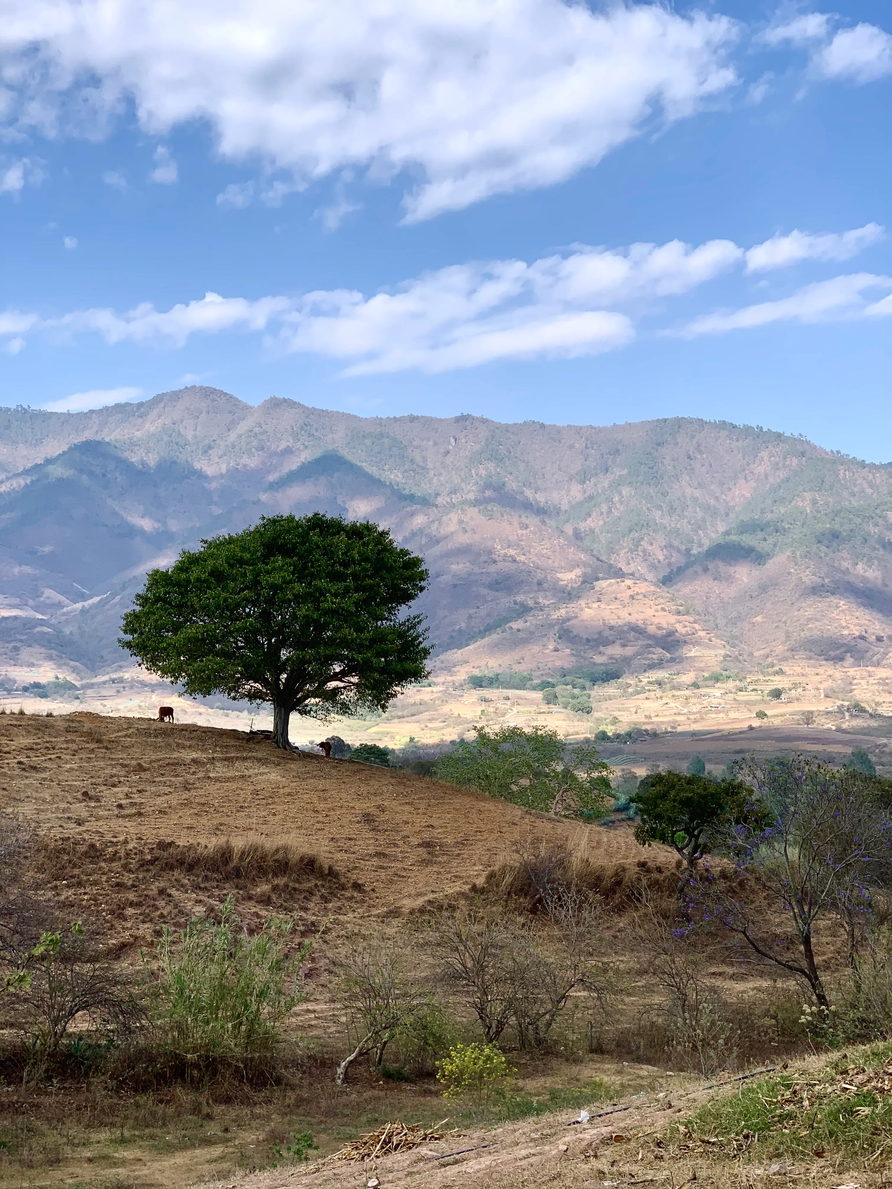 A beautiful Mexican landscape