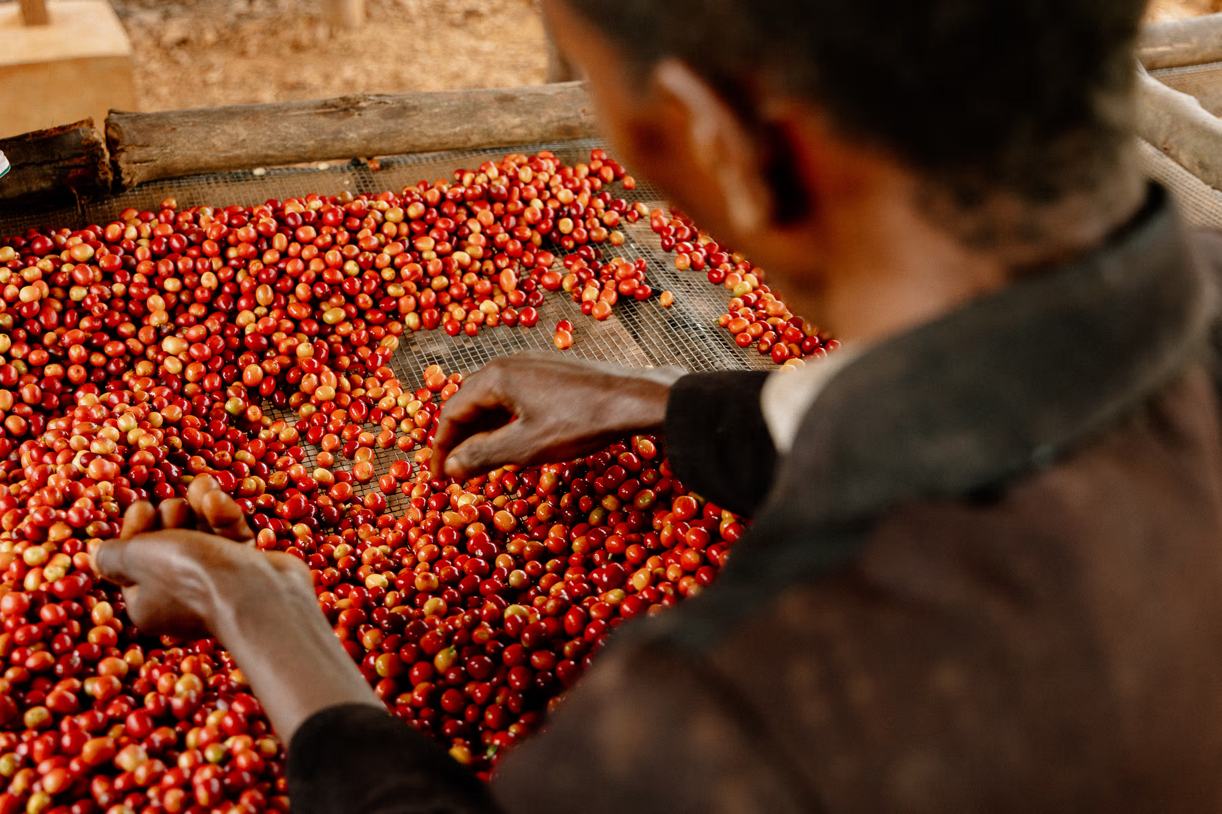 Coffee cherries sorted for quality and consistency in Burundi