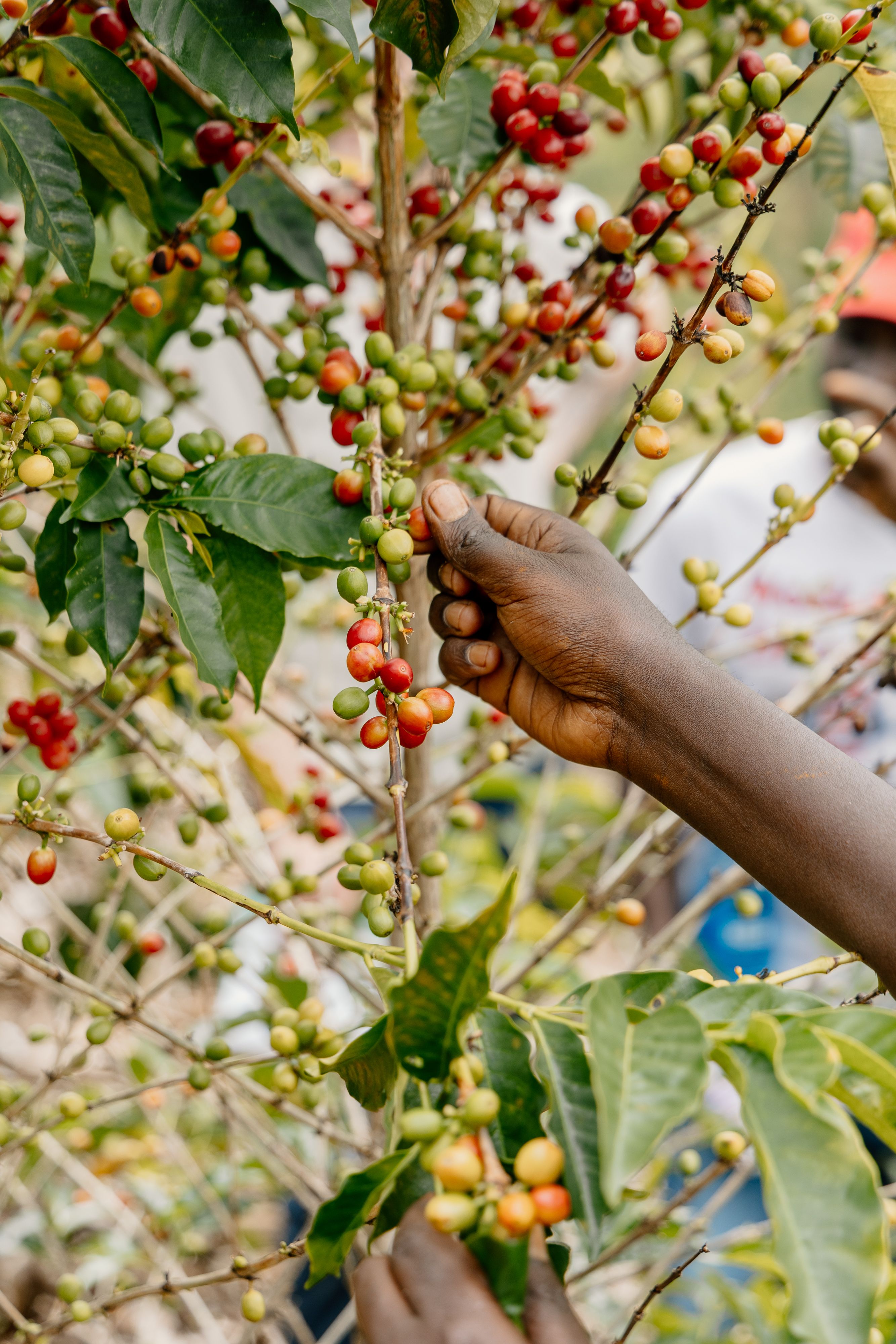 Coffee being harvested by a farmer