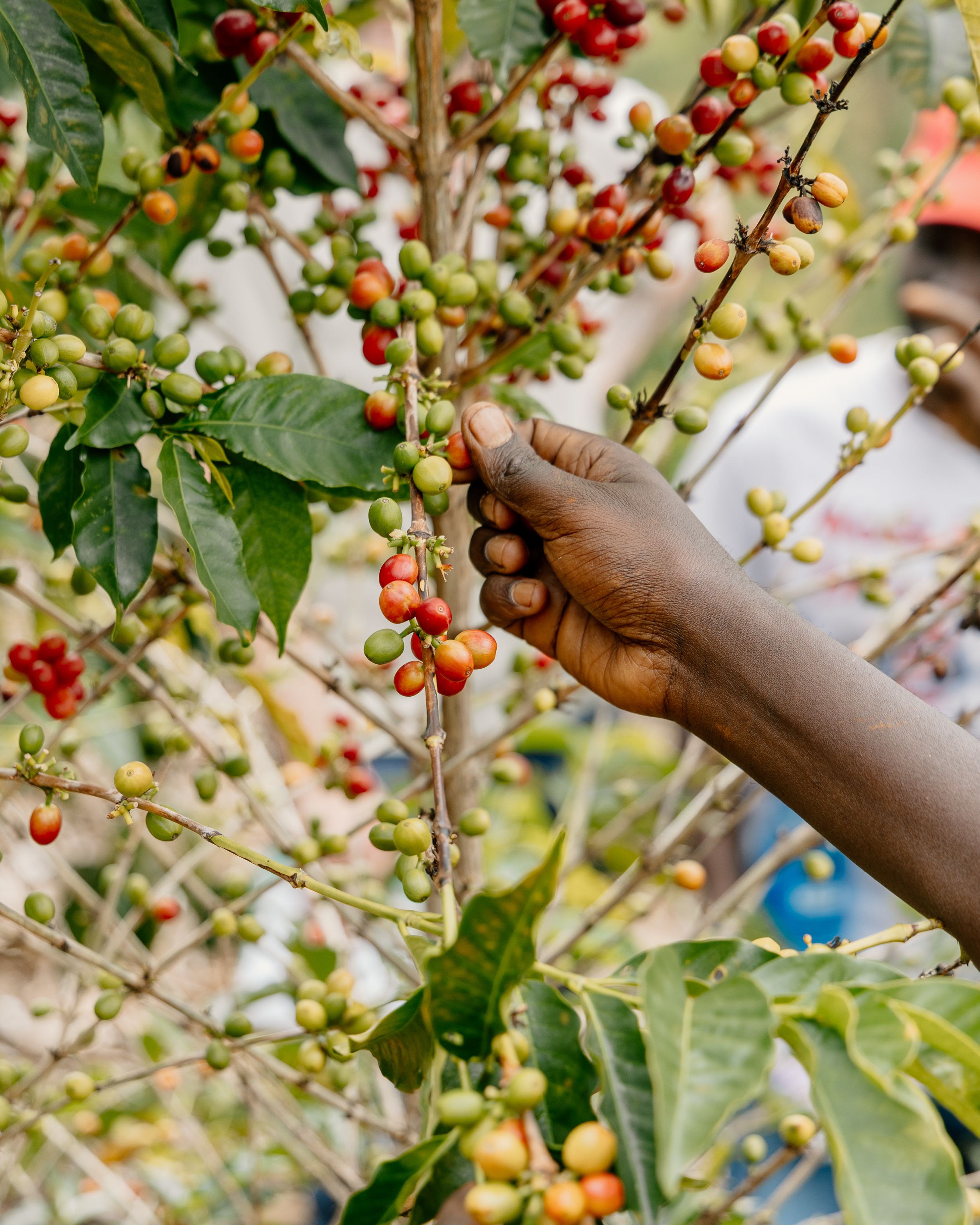 Coffee being harvested by a farmer