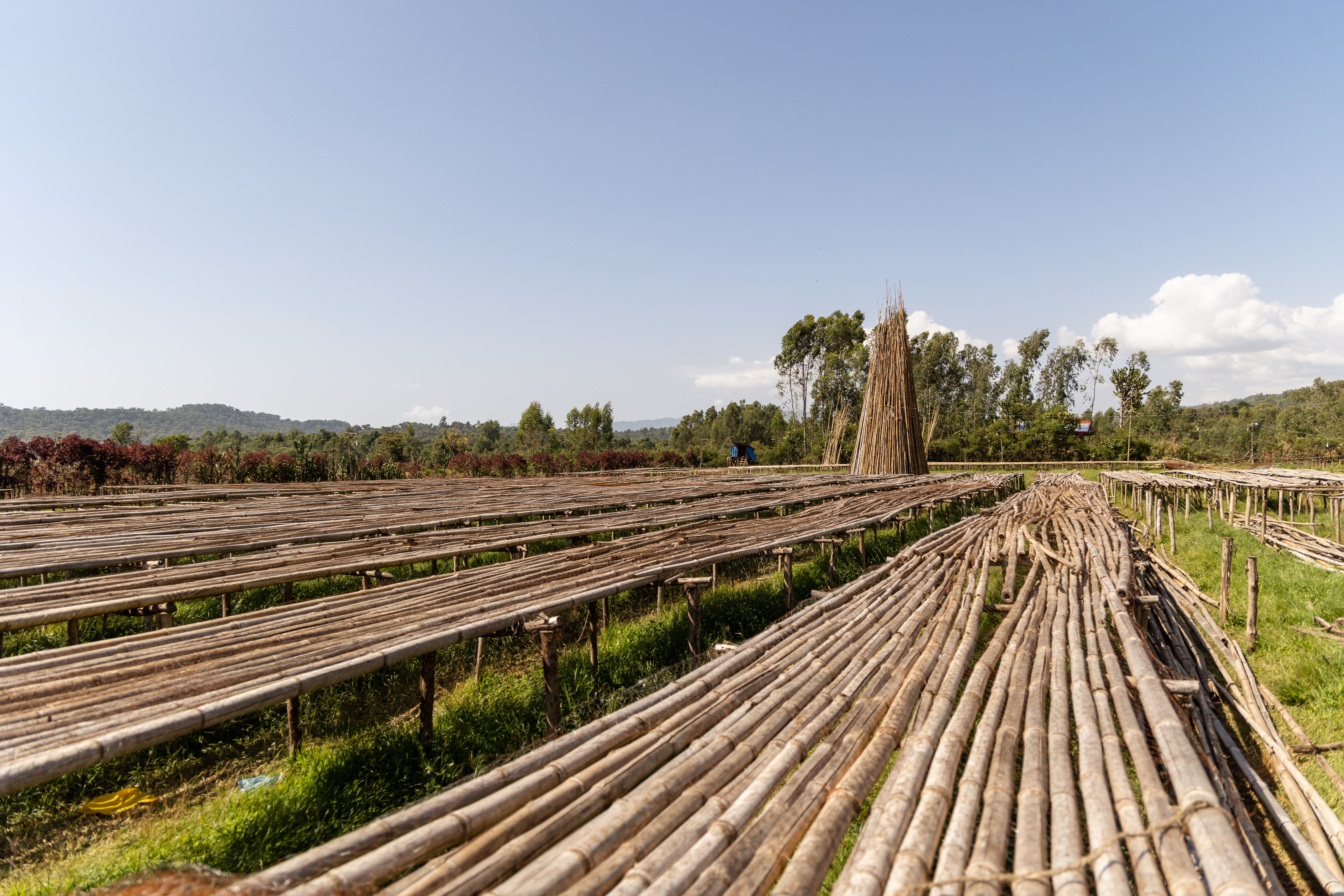 Coffee drying stations in Ethiopia