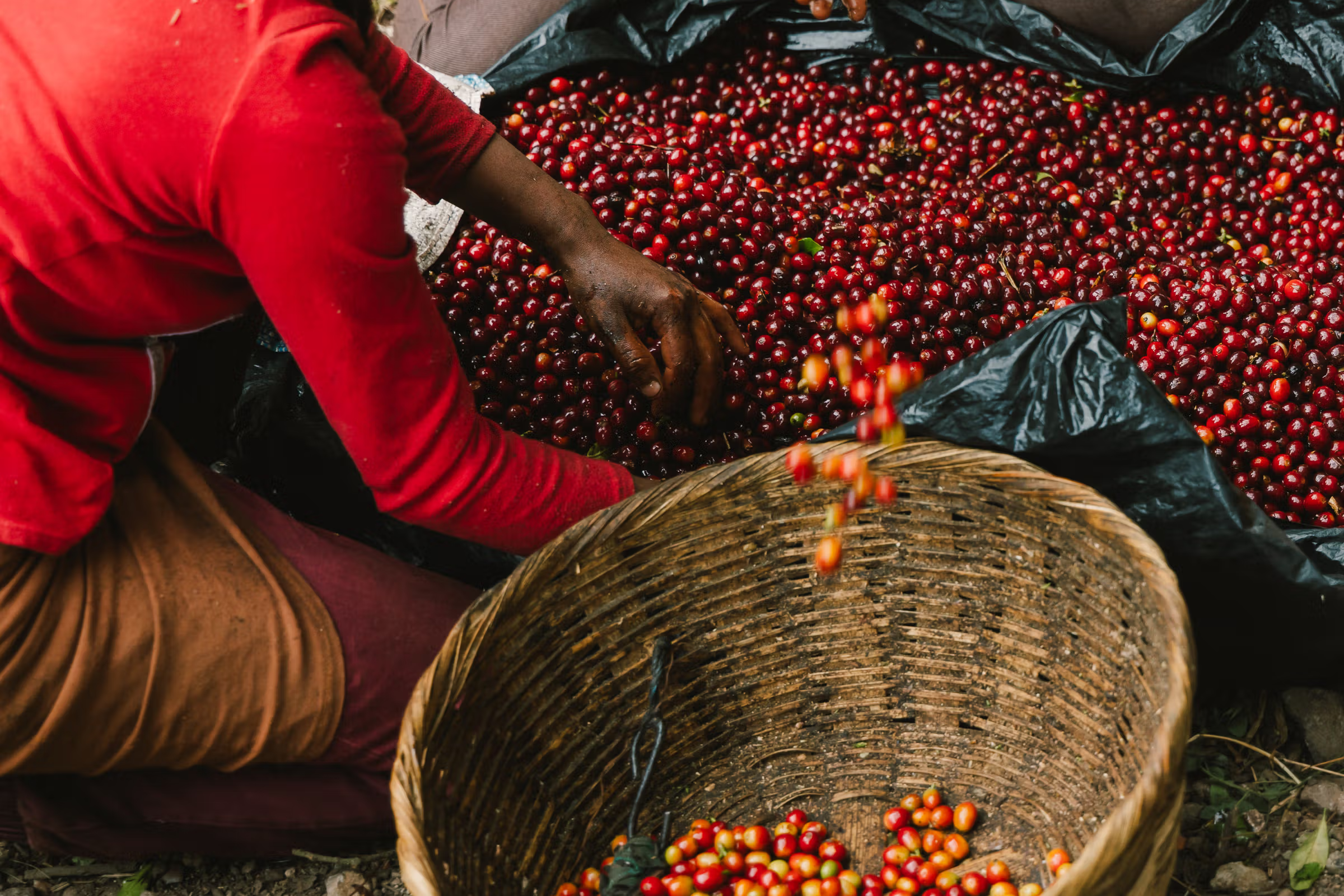 Coffee cherries being sorts in El Salvador