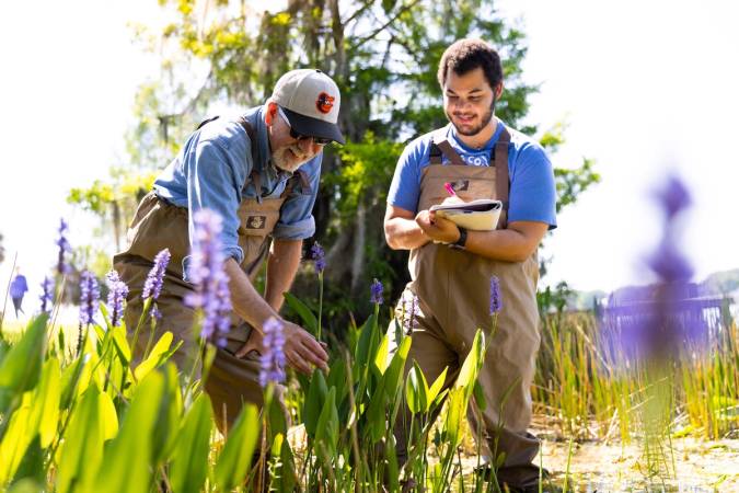 A Rollins student and professor studying plants in wetlands.