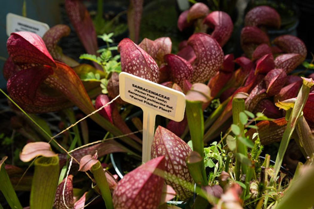 Pitcher Plants