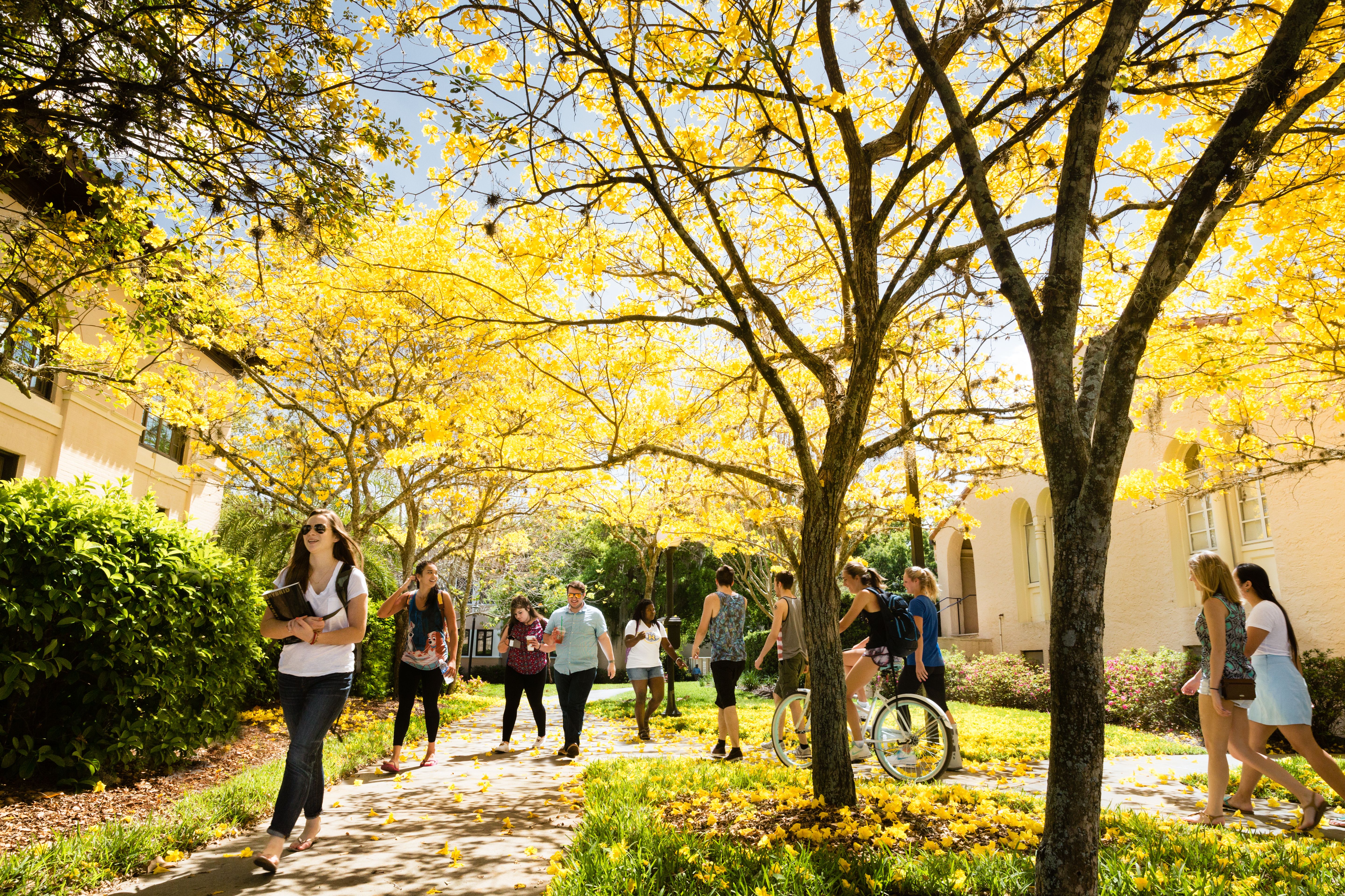 students walking among yellow flowering trees