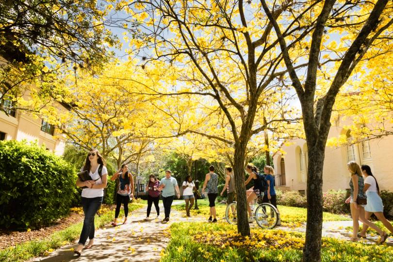 students walking among yellow flowering trees
