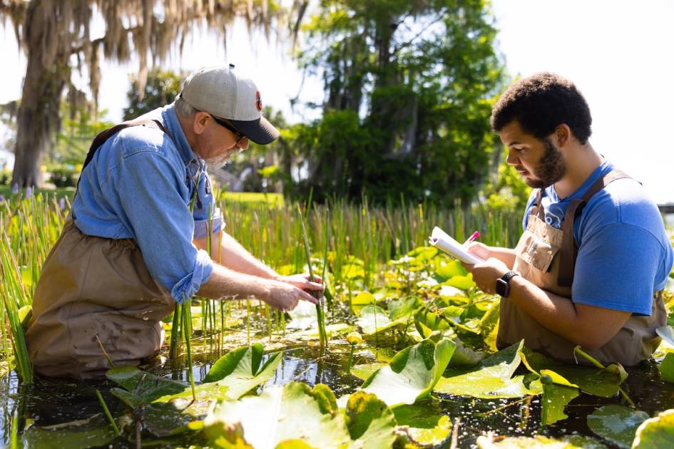 Rollins student and professor are in waders, waist deep in Lake Virginia looking at the vegetation. Student is taking notes in a notebook while professor points at parts of a reed.