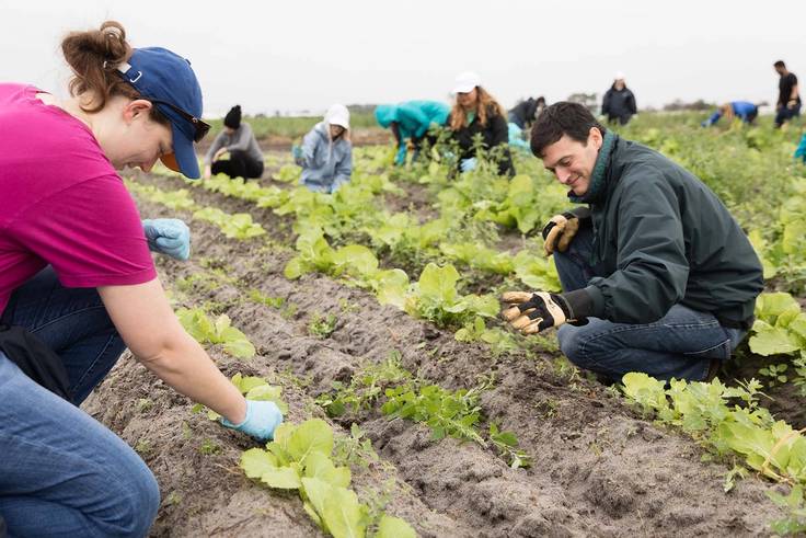 Students pull vegetables from the ground