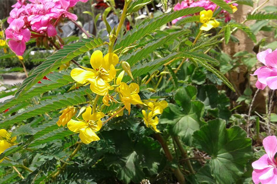 Partridge Pea