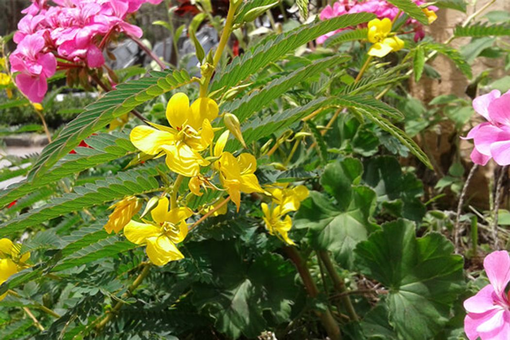 Partridge Pea