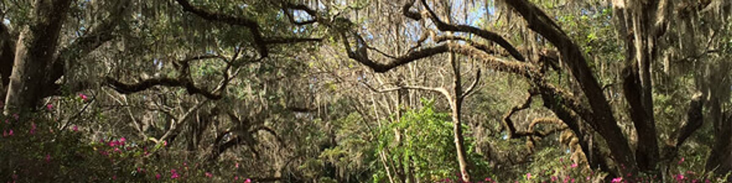 Genius Preserve path in Winter Park.