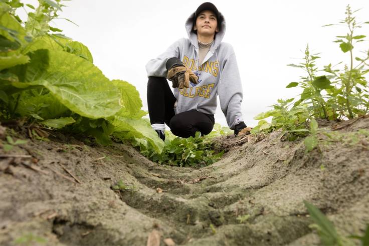 A student pulls weeds from a farm.