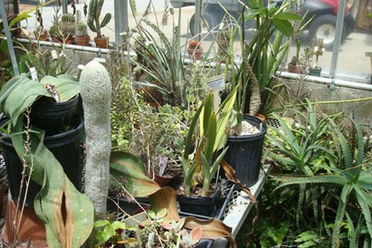 Table full of Succulents and Cacti