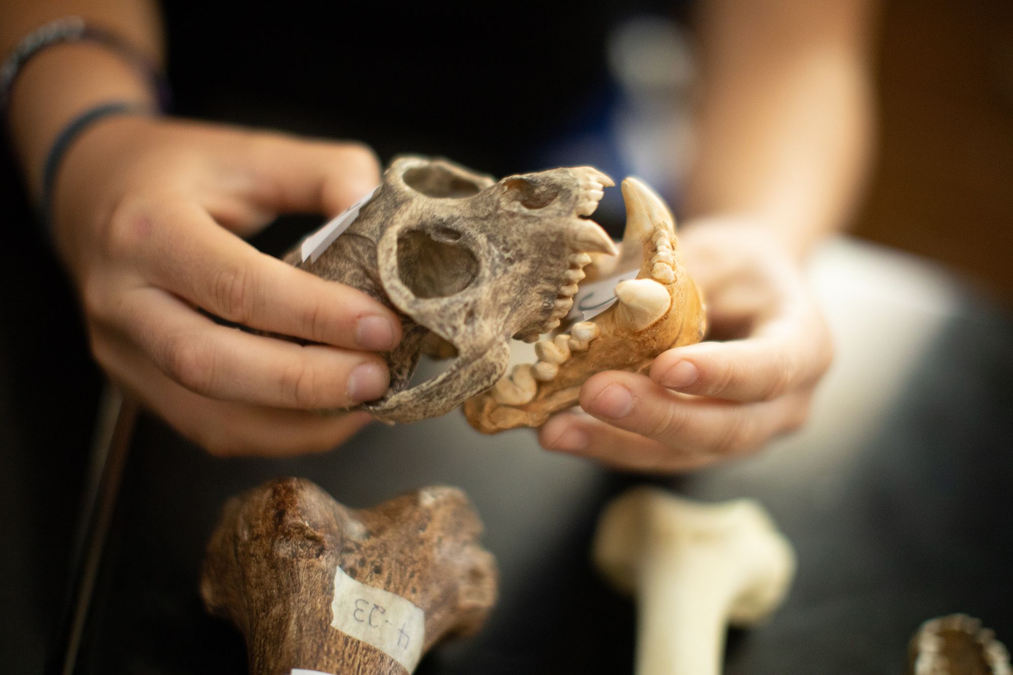 A student examines a primate skull.