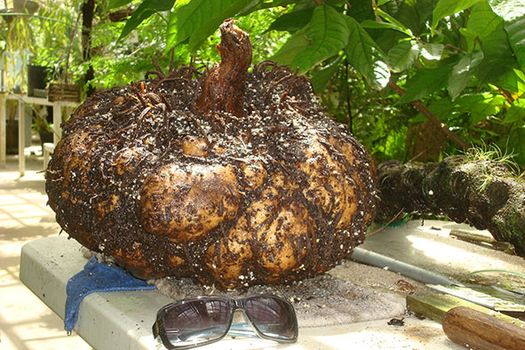 Corpse Plant Corm