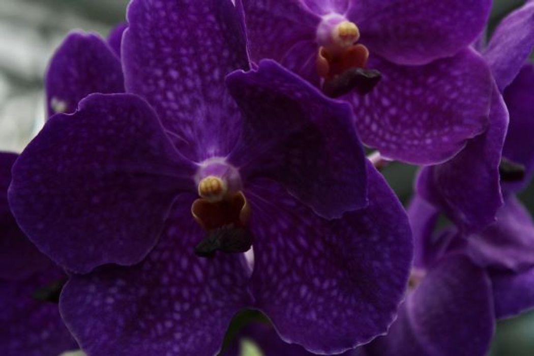 Vanda Orchid