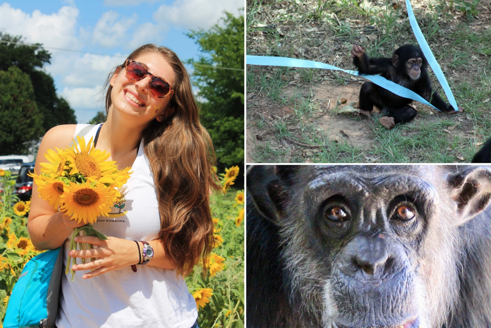 Scenes from a student's internship at a chimpanzee sanctuary.