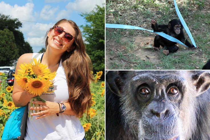 Scenes from a student's internship at a chimpanzee sanctuary.