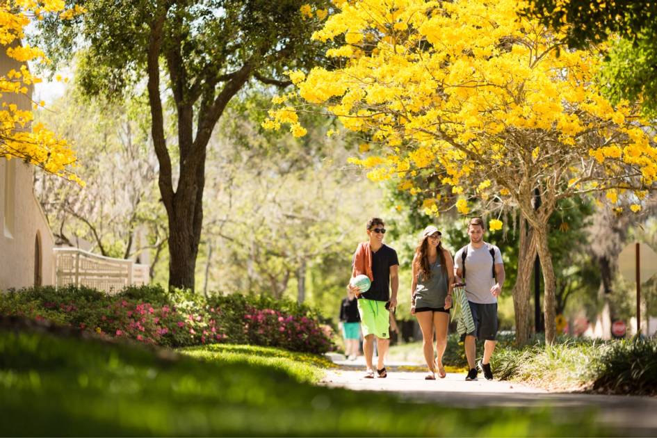 Three students walking through campus under tabebuia trees.