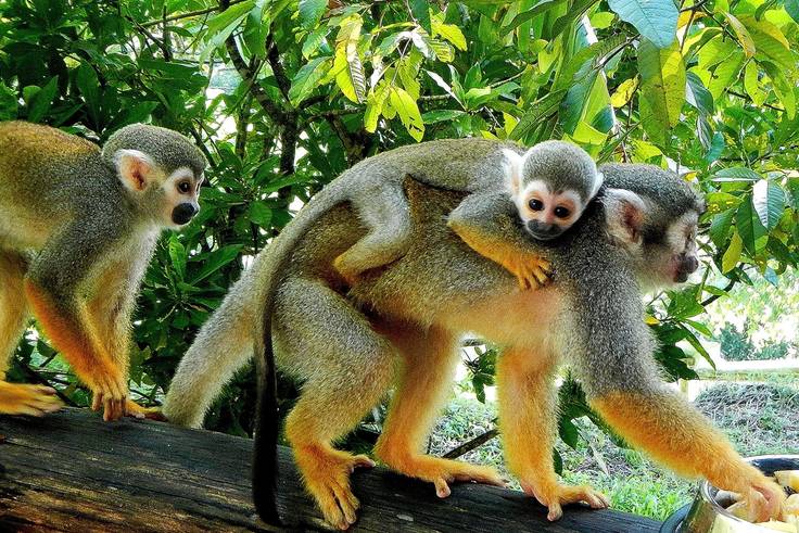 Monkeys in the Dominican Republic