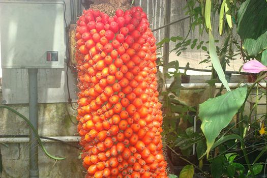 Seeds of Corpse Plant