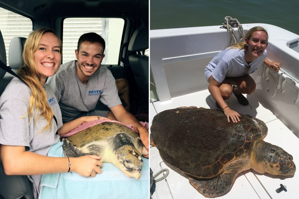 A marine biology student's internship at the Mote Marine Laboratory.