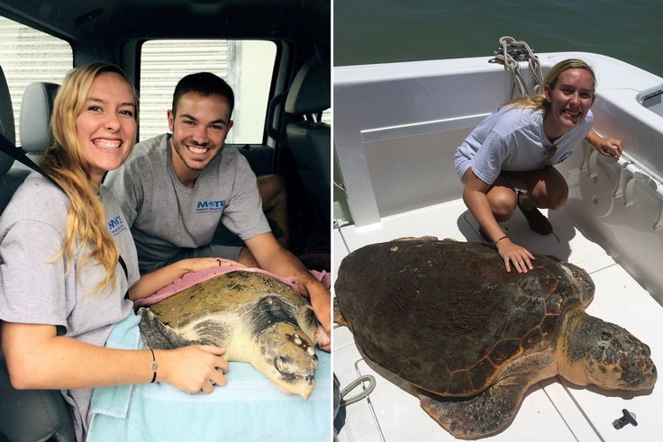 Rollins student helps sea turtles at an internship.