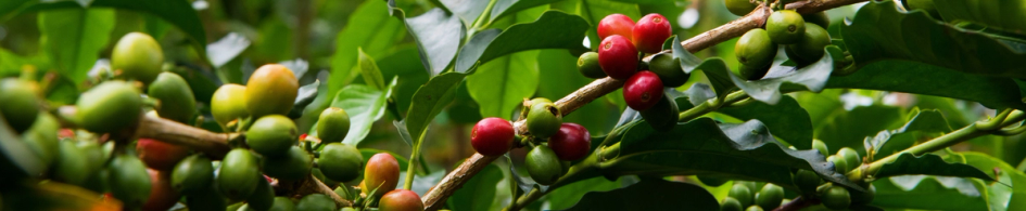 Coffee beans on the plant. 