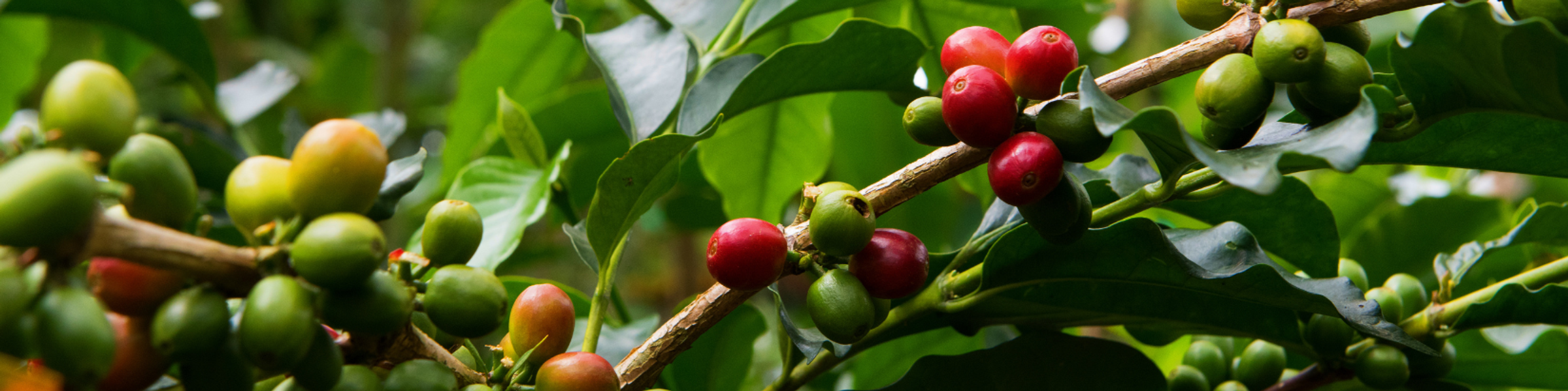 Image of coffee plants in Colombia