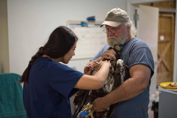 Caroline Rosendahl ’19 tends to an injured raptor during her internship with the Audubon Center for Birds of Prey