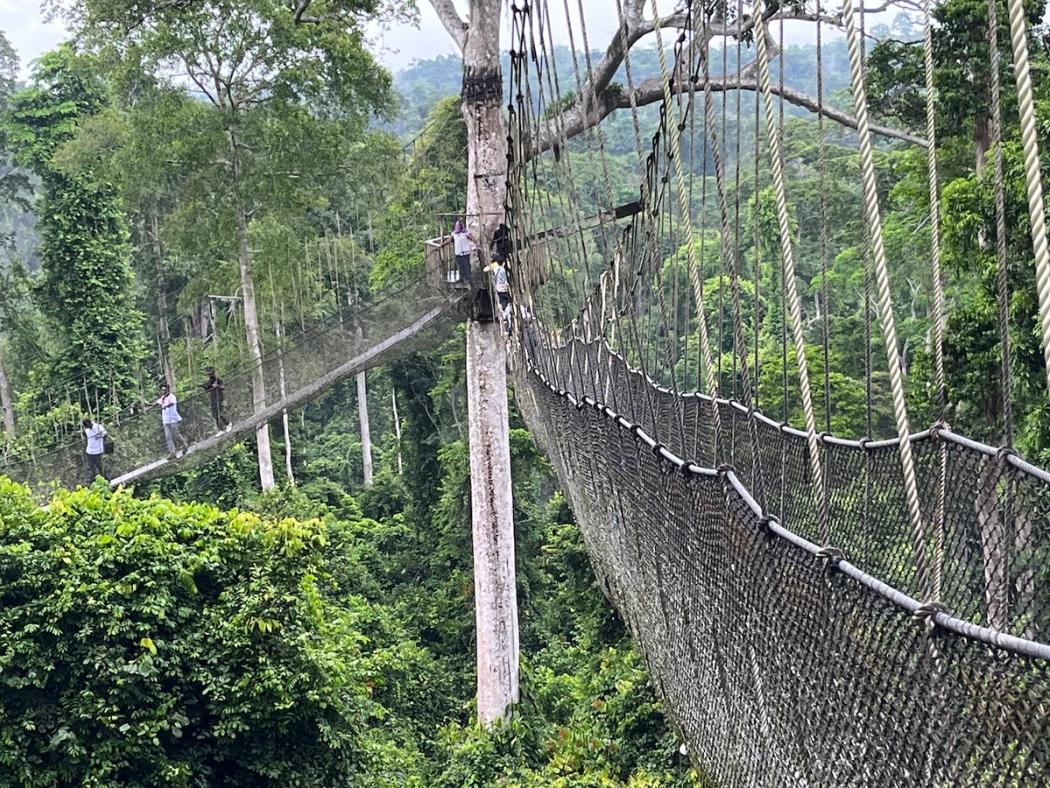 Ghana tree canopy tour.