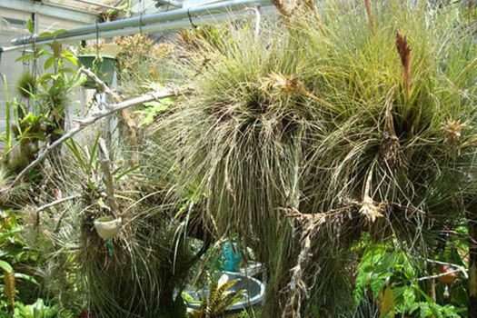 Tillandsia plants on cypress branch