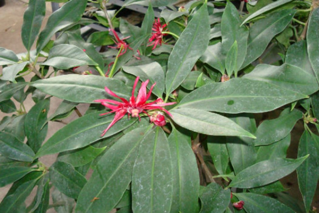 Florida Anise