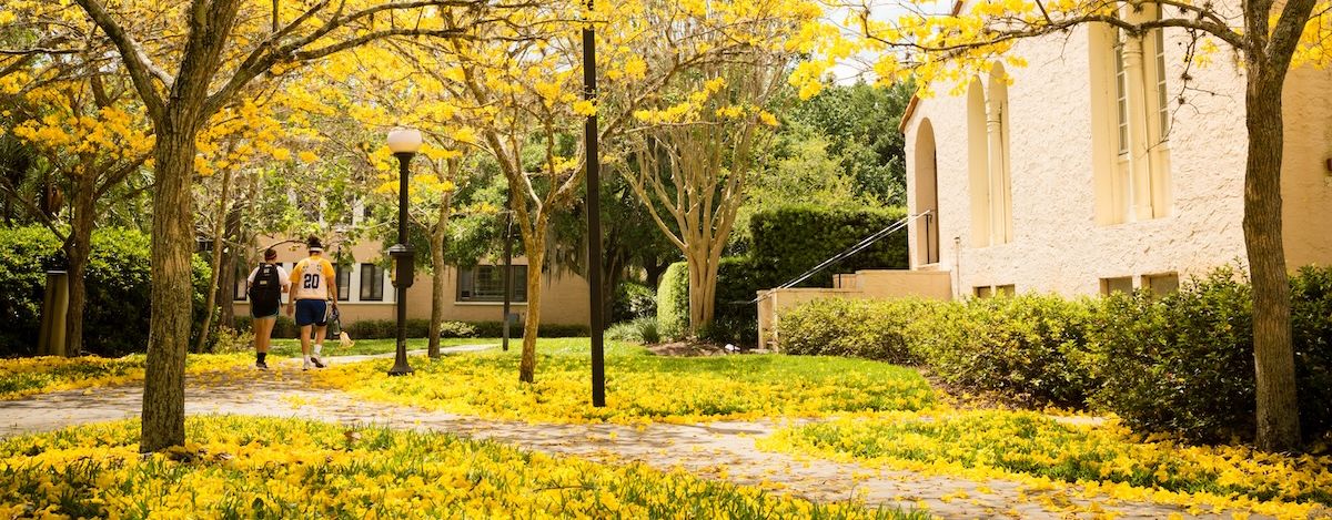 Yellow Tabebuia Trees at Rollins College.